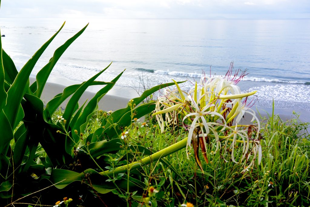 Dulan Beach - WaGaLiGong Dulan Surf & SUP House & Bar 哇軋力共都蘭衝浪/立槳/酒吧 Taiwan Taitung Dulan